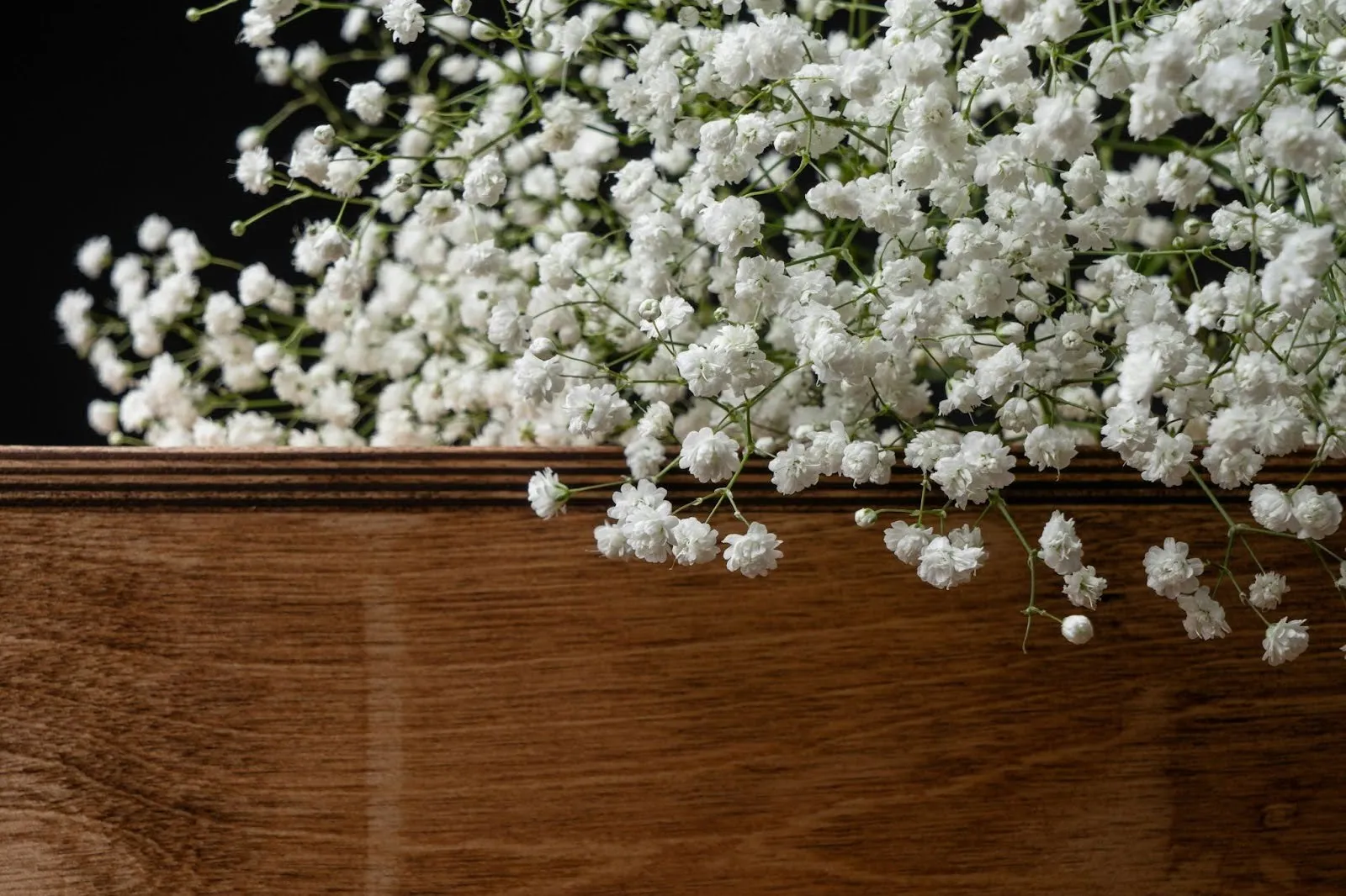 The Language of Flowers What Do They Mean