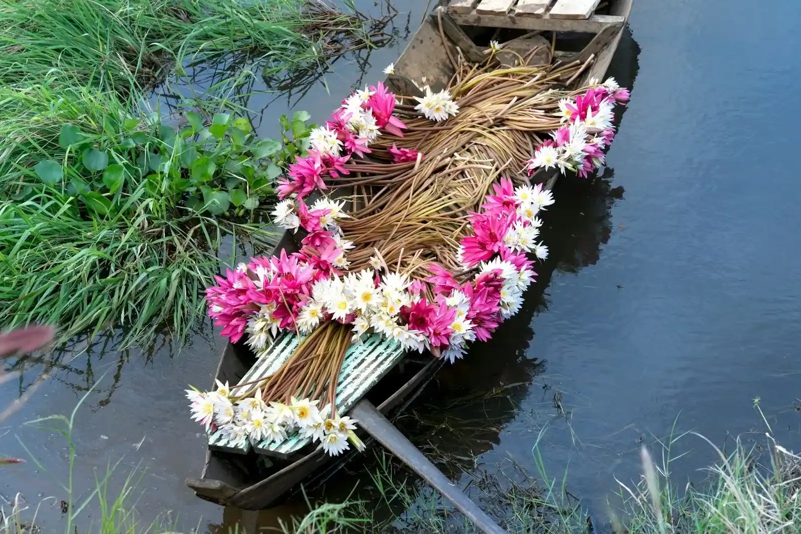 Understanding What Flowers To Give For A Funeral